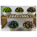 NW-SF50 - MACETAS DECORATIVAS CON FLORES ARTIFICIALES (96/1)