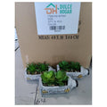 HG-WT065 - MACETA DECORATIVA CON SUCULENTAS (72/1)