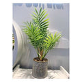 HG-WT071 - PLANTA DECORATIVA EN MACETA (72/1)