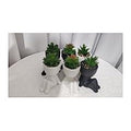 HG-WT024 - MACETAS DE CERÁMICA CON SUCULENTAS (72/1)