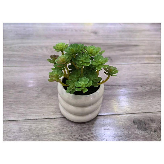 HG-SP1-1 - MACETA DE CERÁMICA CON PLANTA SUCULENTA (96/1)