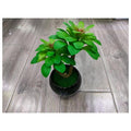 HG-SP1-11 - PLANTA ARTIFICIAL EN MACETA NEGRA (48/1)