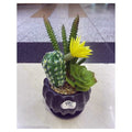 HG-DC-D13 - MACETA CON CACTUS ARTIFICIAL (48/1)