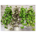 H-XWF15 - PLANTAS ARTIFICIALES COLGANTES (72/1)