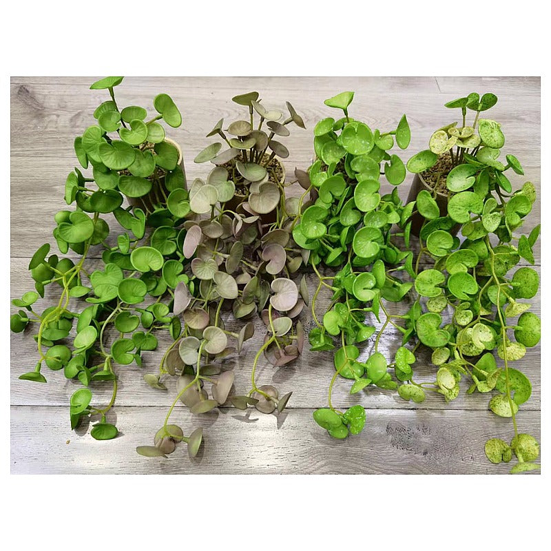 H-XWF15 - PLANTAS ARTIFICIALES COLGANTES (72/1)
