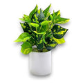 GY32256 - PLANTA ARTIFICIAL EN MACETA BLANCA (0320000000431/1)