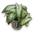 GY32257 - PLANTA ARTIFICIAL CON MACETA DECORATIVA (0320000000432/1)