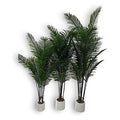 GY32082 - PALMERA ROYAL (4/1)