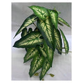 NW-SP18 - PLANTA ARTIFICIAL DECORATIVA (240/1)