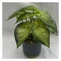 NW-SP23 - PLANTA ARTIFICIAL EN MACETA (240/1)