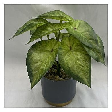 NW-SP23 - PLANTA ARTIFICIAL EN MACETA (240/1)