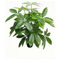 CC-AF-15 - PLANTA ARTIFICIAL DE HOJAS VERDES (12/1)