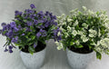FLORES KRF34 (300/1)