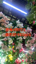 FLORES KRF30 (240/1)