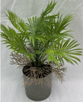 PLANTA NW-SP37 (144/1)