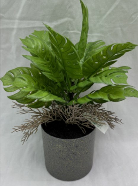 PLANTA NW-SP36 (144/1)