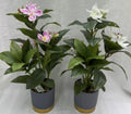 PLANTA NW-SF38 (144/1)