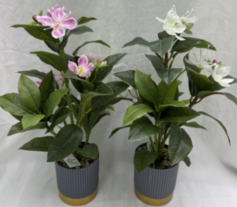 PLANTA NW-SF38 (144/1)
