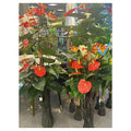 CC-AF-44 - PLANTA DE ANTURIO ARTIFICIAL (20/1)