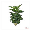 CC-AF-85 - PLANTA DECORATIVA DE HOJAS VERDES 1,7 M (4/1)