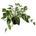 CF-DZF02 - PLANTA POTOS COLGANTE (72/1)