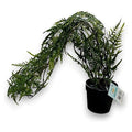 CF-DZF09 - PLANTA ARTIFICIAL DE HELECHO EN MACETA (144/1)