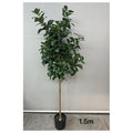 CF-EHF01 - PLANTA ARTIFICIAL EN MACETA 1.5M (4/1)
