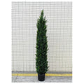 CF-EHF06 - ÁRBOL DE CIPRÉS ARTIFICIAL (4/1)